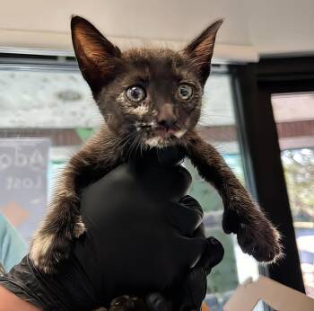 Polly -  Domestic Short Hair Cat for Adoption in Nashville, Tennessee - Polly | PetCurious