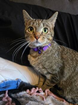 Rescue Domestic Short Hair Cats for Adoption in Ogden, Utah - Lilly | PetCurious