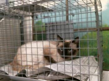 Domestic Medium Hair and Domestic Short Hair Cats Available for Adoption in Houston, Texas - A2072360 | PetCurious
