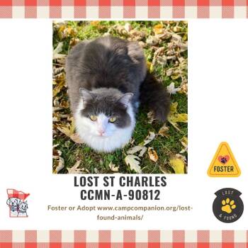 Rescue Domestic Medium Hair and Domestic Long Hair Cats for Adoption in Rochester, Minnesota - Greyson Is LOST | PetCurious