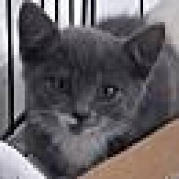 Rescue Domestic Short Hair Cats for Adoption in Woodland, California - Basil | PetCurious