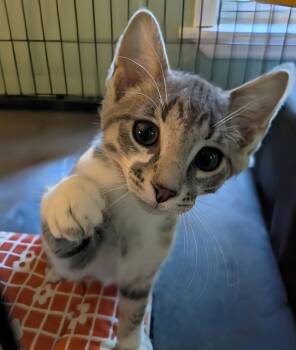 Button MD -  Domestic Short Hair Cat for Adoption - Button MD | PetCurious