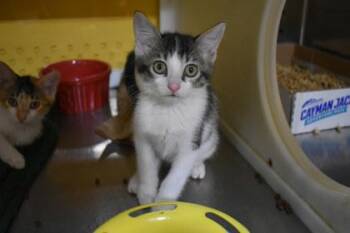 August -  Domestic Short Hair Cat for Adoption in Kansas City, Missouri - August | PetCurious