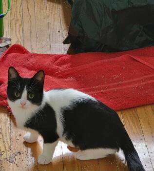Chanel -  Domestic Short Hair Cat for Adoption in Toronto, Ontario - Chanel | PetCurious