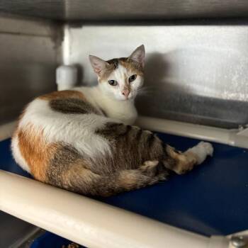 Heat Wave -  Domestic Short Hair Cat for Adoption in Carencro, Louisiana - Heat Wave | PetCurious