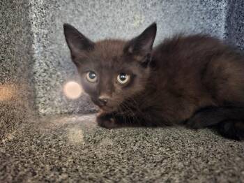 BELICOSO -  Domestic Short Hair Cat for Adoption in Pueblo, Colorado - BELICOSO | PetCurious