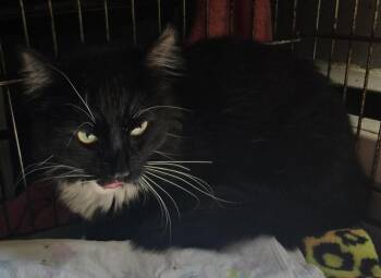 Fabio -  Domestic Long Hair Cat for Adoption in Windsor, Connecticut - Fabio | PetCurious