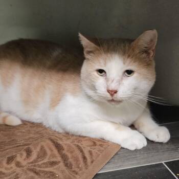 Rescue Domestic Short Hair Cats for Adoption in Pardeeville, Wisconsin - Blondie | PetCurious