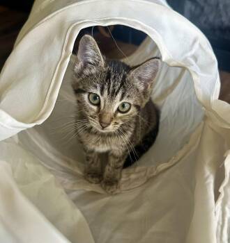 Rescue Tortoiseshell and American Shorthair Cats for Adoption in Cincinnati, Ohio - Holly Of The H Kittens! | PetCurious