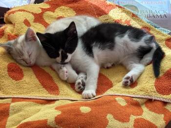Skunkie and Ding Hao -  Domestic Short Hair Cat for Adoption in Fairfax Station, Virginia - Skunkie And Ding Hao | PetCurious