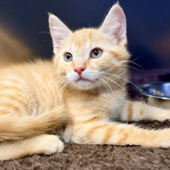 Jake -  Domestic Short Hair Cat for Adoption in Stafford Township, New Jersey - Jake | PetCurious