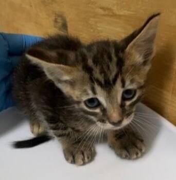 Gerald -  Domestic Short Hair Cat for Adoption in Park Row, Texas - Gerald | PetCurious