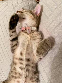 Beau Beau -  Tabby and Domestic Short Hair Cat for Adoption in Walnut Creek, California - Beau Beau | PetCurious