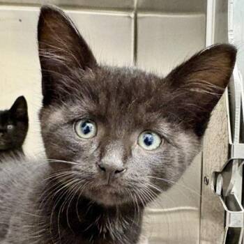 Jack -  Domestic Short Hair Cat Available for Adoption in Sacramento, California - Jack | PetCurious