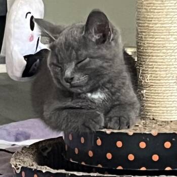 Forrest -  Domestic Medium Hair Cat for Adoption in Woodstock, Ontario - Forrest | PetCurious