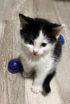 Rescue Domestic Short Hair Cats for Adoption in Saint Clairsville, Ohio - Stuffing | PetCurious