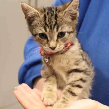 Domestic Short Hair Cats Available for Adoption in Port Washington, New York - Carol | PetCurious