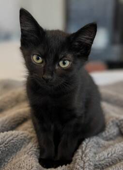 Daisy -  Domestic Short Hair Cat for Adoption in Fort Worth, Texas - Daisy | PetCurious