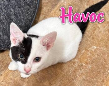 Havoc -  Domestic Medium Hair Cat for Adoption in Westland, Michigan - Havoc | PetCurious