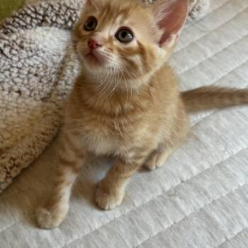 Tom -  Domestic Short Hair Cat for Adoption in Pinole, California - Tom | PetCurious