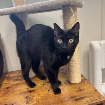 Jade -  Domestic Short Hair Cat for Adoption in Fall River, Massachusetts - Jade | PetCurious