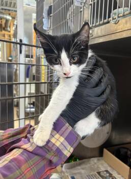 Rescue Domestic Short Hair Cats for Adoption in Cincinnati, Ohio - Shawshank Redemption | PetCurious
