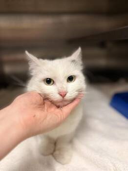 Domestic Medium Hair Cats Available for Adoption in Killeen, Texas - PURRINCESS | PetCurious