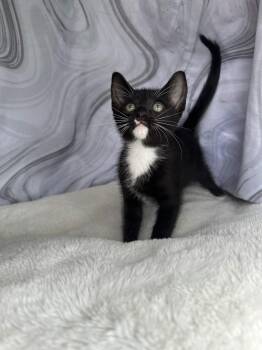 Cobalt -  Domestic Short Hair Cat for Adoption in Houston, Texas - Cobalt | PetCurious