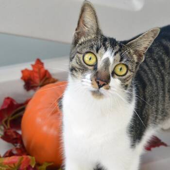 Cream -  Domestic Short Hair and Tiger Cat for Adoption in Sanford, Florida - Cream | PetCurious