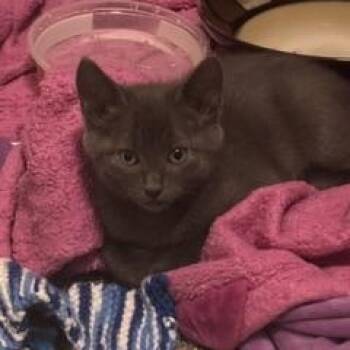 Haga -  Domestic Short Hair Cat for Adoption in Portland, Oregon - Haga | PetCurious