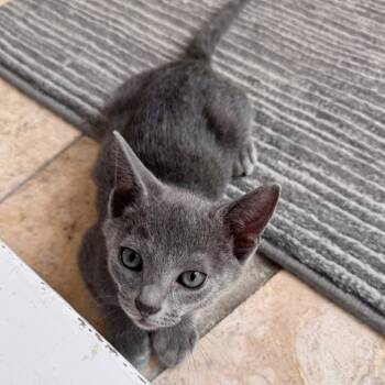 Rescue Russian Blue Cats for Adoption in Jupiter, Florida - Pennzoil | PetCurious