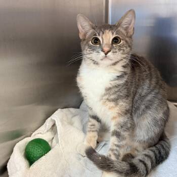 Crunch -  Domestic Short Hair Cat for Adoption in Palm Springs, California - Crunch | PetCurious