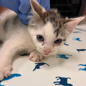 Mark Victorson -  Domestic Short Hair Cat Available for Adoption in Lynchburg, Virginia - Mark Victorson | PetCurious