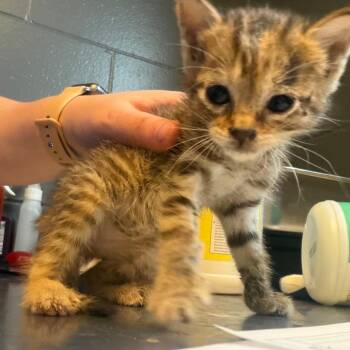 TUSC-Stray-85386 -  Domestic Short Hair Cat for Adoption in Tuscaloosa, Alabama - TUSC-Stray-85386 | PetCurious