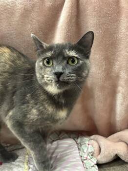 Stormy -  Dilute Calico Cat for Adoption in Pueblo, Colorado - Stormy | PetCurious