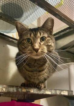 Chandler -  Tabby and Domestic Short Hair Cat for Adoption in Dublin, Ohio - Chandler | PetCurious