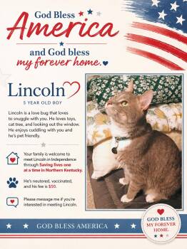 Lincoln-Loving Leader -  Domestic Short Hair Cat for Adoption in Taylor Mill, Kentucky - Lincoln-Loving Leader | PetCurious