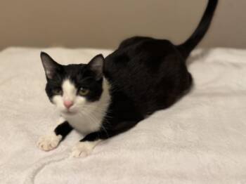 Jimmy -  Domestic Short Hair Cat for Adoption in Plumerville, Arkansas - Jimmy | PetCurious