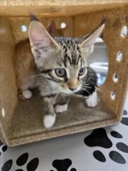 CHOCOLATE COVERED ORANGE -  Domestic Short Hair Cat for Adoption in Derwood, Maryland - CHOCOLATE COVERED ORANGE | PetCurious