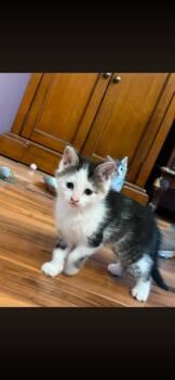 Dory -  Domestic Short Hair Cat for Adoption in Kenhorst, Pennsylvania - Dory | PetCurious