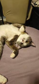 Yuji -  Domestic Short Hair Cat Available for Adoption in Greensboro, North Carolina - Yuji | PetCurious