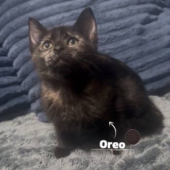 Rescue Domestic Short Hair Cats for Adoption in Carmel, Indiana - Oreo | PetCurious
