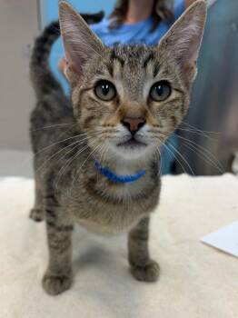 Tumeric -  Domestic Short Hair Cat for Adoption in Frankfort, Kentucky - Tumeric | PetCurious