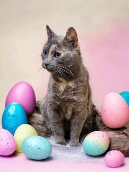 Ugly Betty -  Domestic Short Hair Cat for Adoption in Camden, South Carolina - Ugly Betty | PetCurious