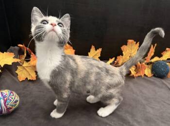 Rusty -  Dilute Calico and Domestic Short Hair Cat for Adoption in Fayetteville, Georgia - Rusty | PetCurious