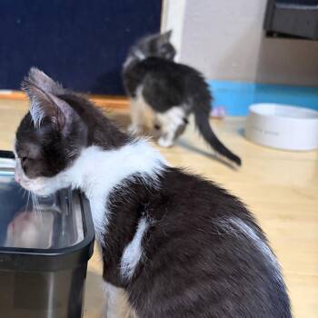 Domestic Short Hair Cats Available for Adoption in Pleasanton, California - Ferb | PetCurious
