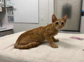 2017 Shane Dawson -  Domestic Short Hair Cat for Adoption in Kansas City, Missouri - 2017 Shane Dawson | PetCurious