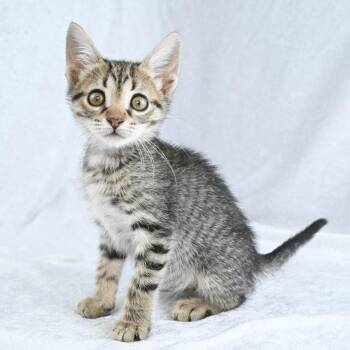 Ruby -  Domestic Short Hair Cat for Adoption in Mobile, Alabama - Ruby | PetCurious