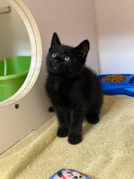 Milo -  Domestic Short Hair Cat for Adoption in Great Bend, Kansas - Milo | PetCurious