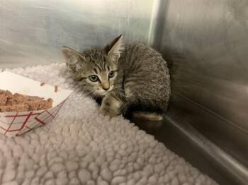 LOOPSY -  Domestic Short Hair Cat for Adoption in Grand Prairie, Texas - LOOPSY | PetCurious